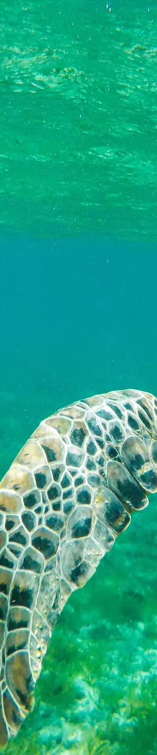Tauchen mit Schildkröten am Napo Siko